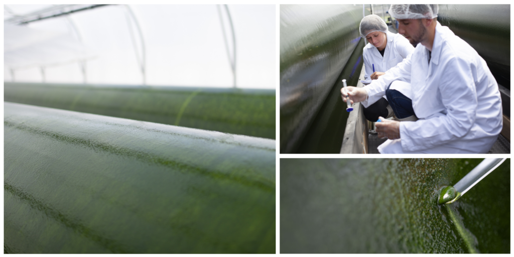 © Microalgae pilot production farm - Inalve - Fanny Tondre - D.Prod