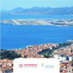 vol nice bucarest animawings